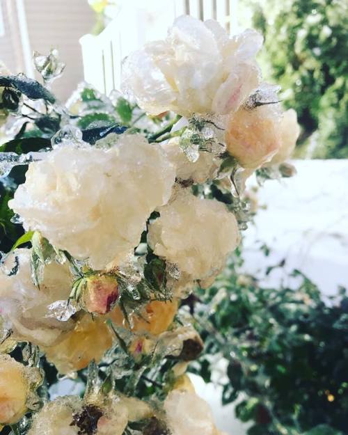 JessicaDeansPicFrozenFlowers